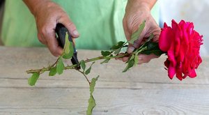 Выращивание роз из черенка
