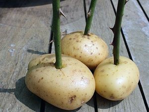 Выращивание роз из картофеля