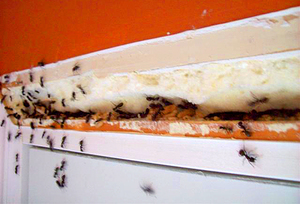 Борьба с муравьями дома