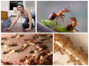 Профилактика муравьев