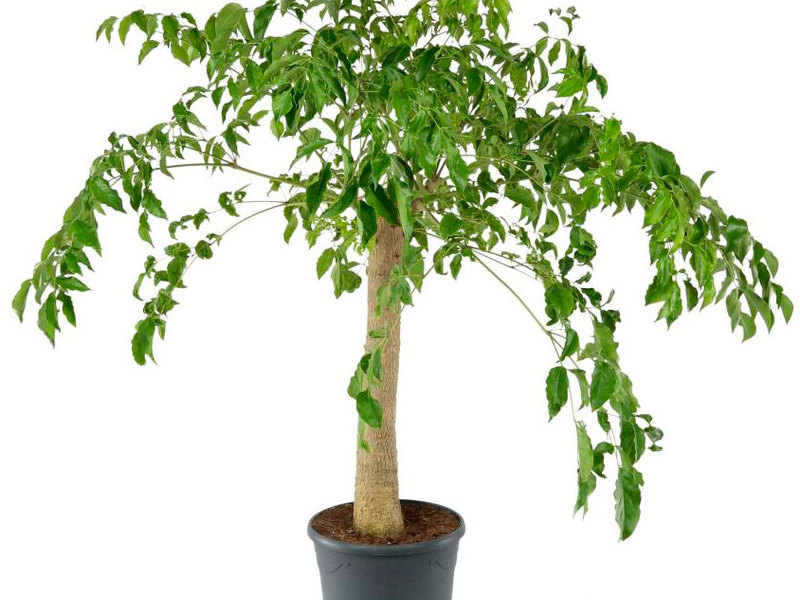 Сложно ли вырастить миртовое дерево дома в виде банзая