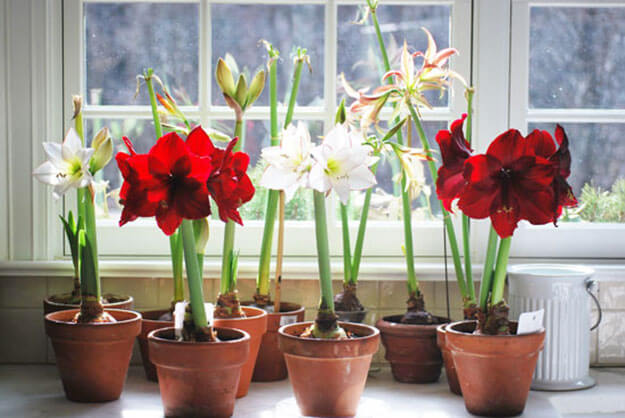 Цветок амариллис - особенности ухода в домашних условиях (+фото и видео)