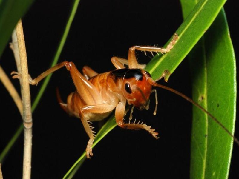Чем питаются насекомые сверчки