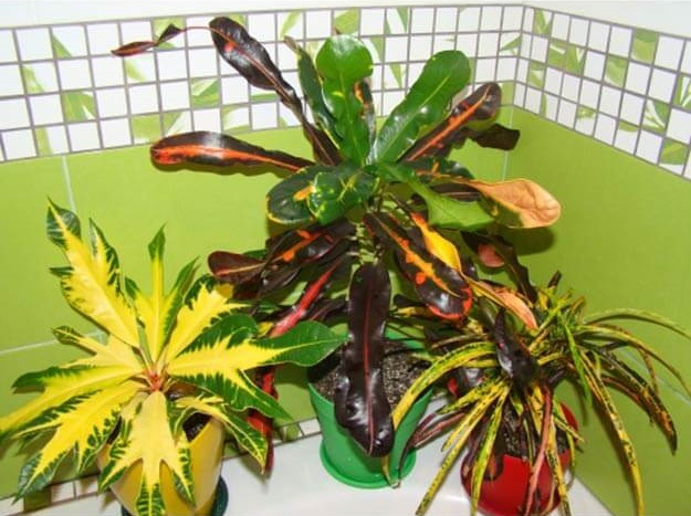 Кротон Растение Фото Уход В Домашних Условиях