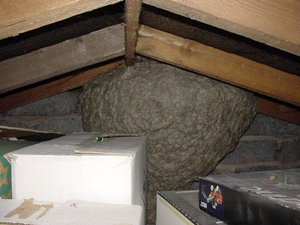 Как удалить осиное гнездо с чердака