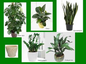  Тенелюбивые растения для офиса и дома