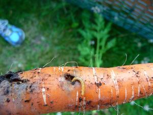 Агротехнические средства от морковной мухи