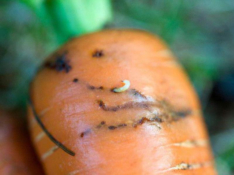 Корнеплоды, поврежденные морковной мухой