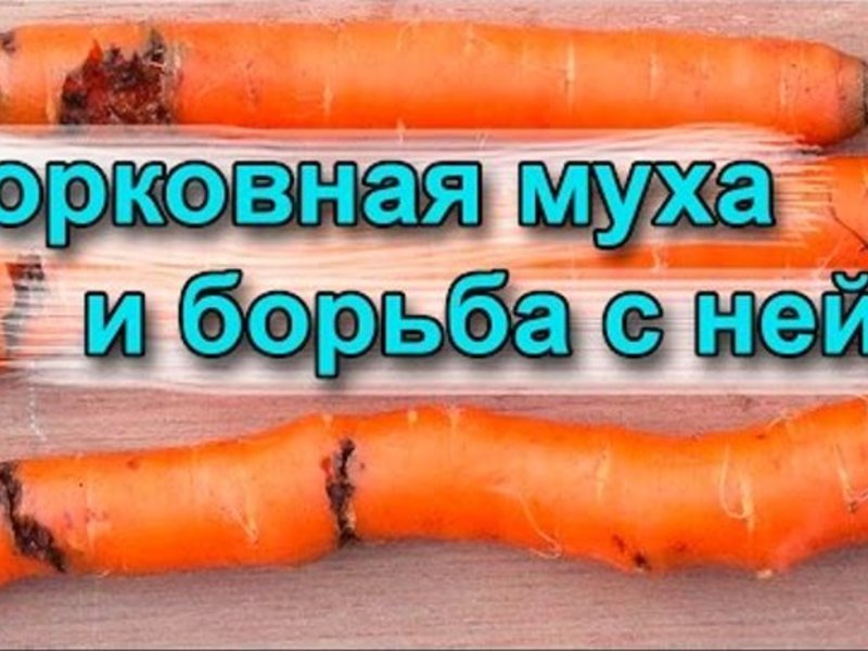 Профилактика появления морковной мухи