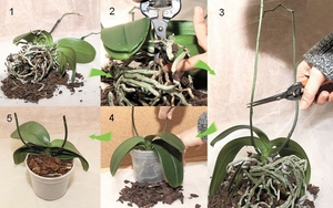 Как подкормить орхидею
