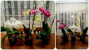 Какие условия нужны для орхидеи