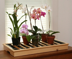 Почва для орхидеи