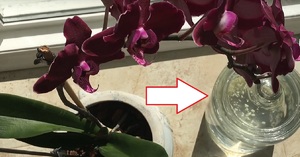 Частота полива орхидеи