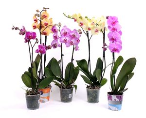 Как защитить орхидей