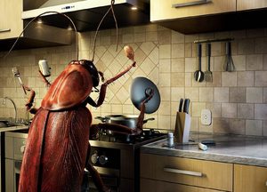 Признаки тараканов в доме