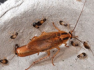 Как уничтожить тараканов в доме