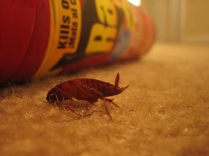 Аэрозоли от тараканов
