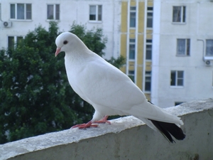 Чем балкон привлекает голубя?