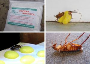 Как вывести тараканов в квартире