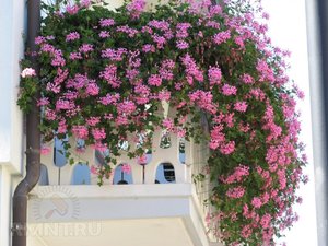 Вьющиеся цветы для балкона