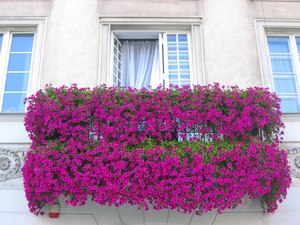Цветущие балконные цветы