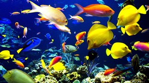 Рыбки в аквариуме 