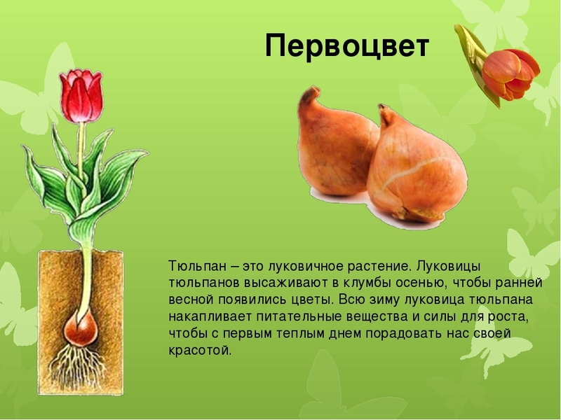 Как сохранить луковицы тюльпанов