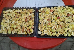 Правила сушки яблок
