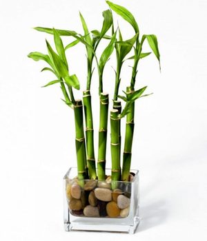 Домашний сорт бамбука