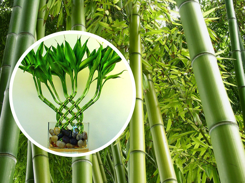 Особенности посадки бамбука