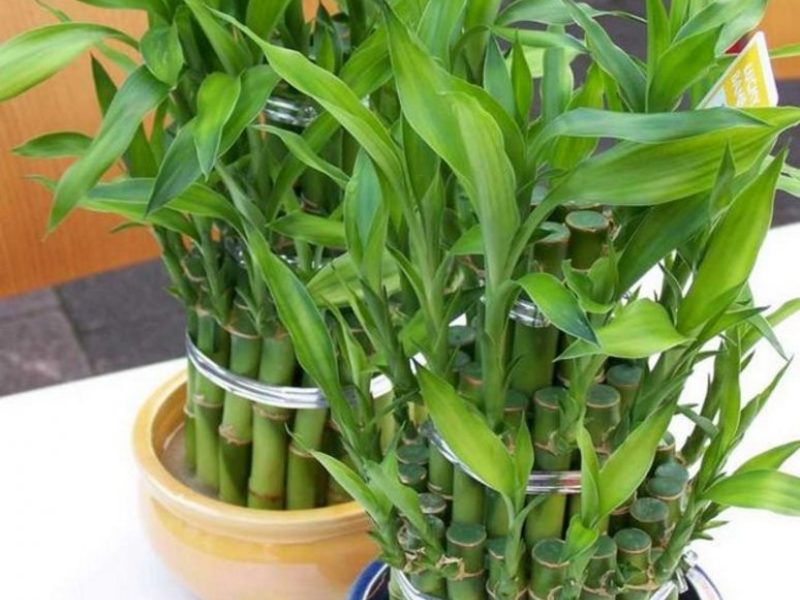 Как растет декоративный бамбук