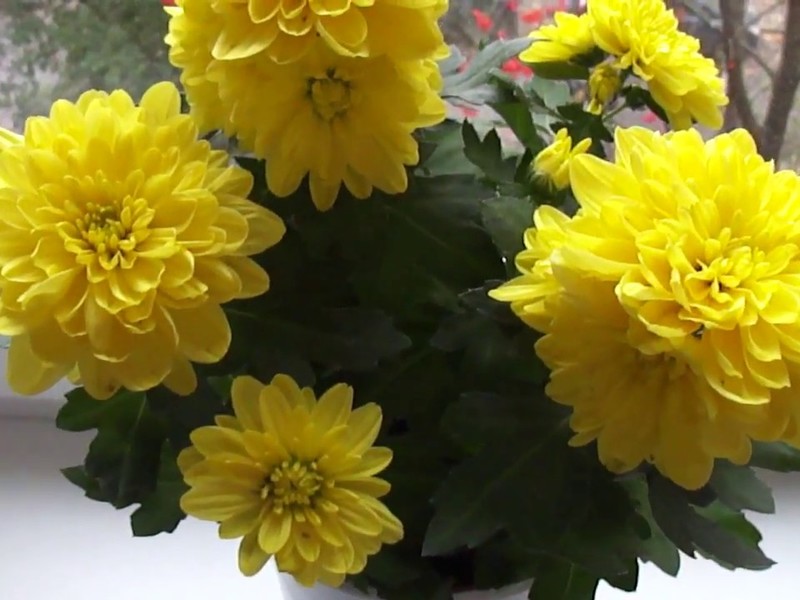Желтые хризантемы в домашних условиях