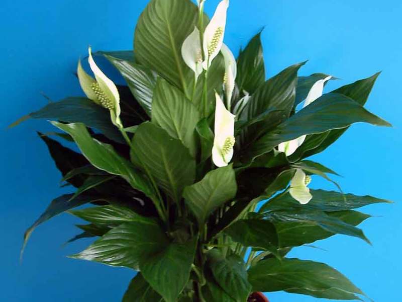 Красивые цветок спатифиллум