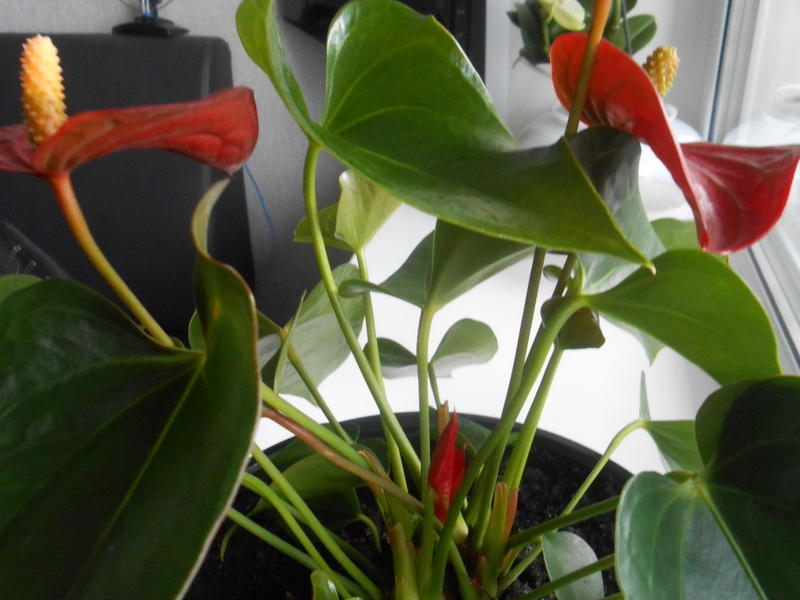 Экзотичные тропические цветки: антуриум