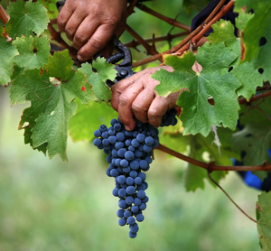 Как правильно хранить виноград зимой