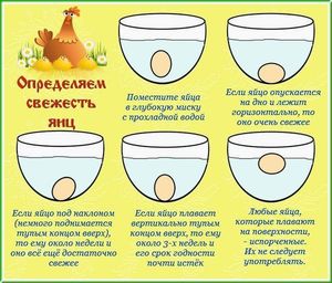 Проверка яиц в воде