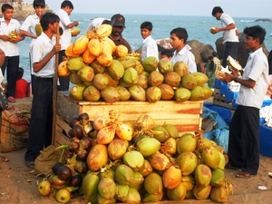 Продажа кокосов